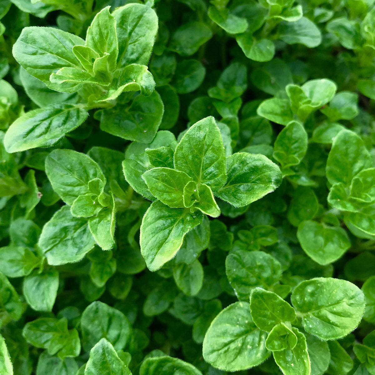 The powerful benefits of herbs in Greek cuisine