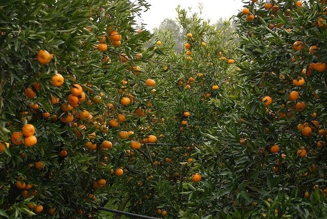 Tangerine trees in the area of Campos, Chios